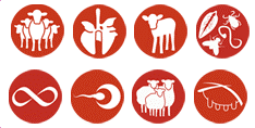 Ruminants solutions banner