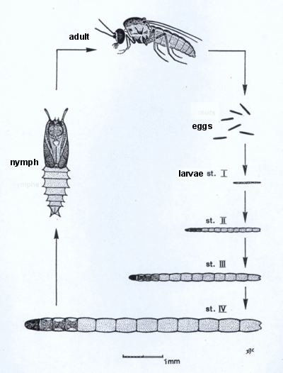 lifecycle