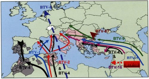 molecular epidemiology bluetongue