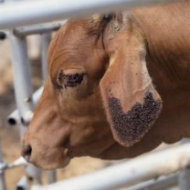 ticks on cow