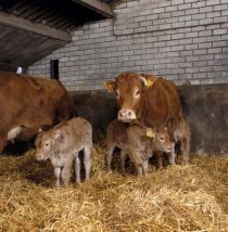 cattle in stable
