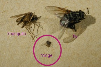 midge,mosquito, fly