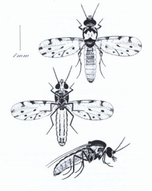 morphology culicoides