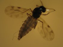 culicoides imicola