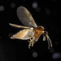 culicoides