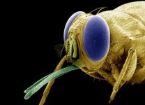 tsetse fly